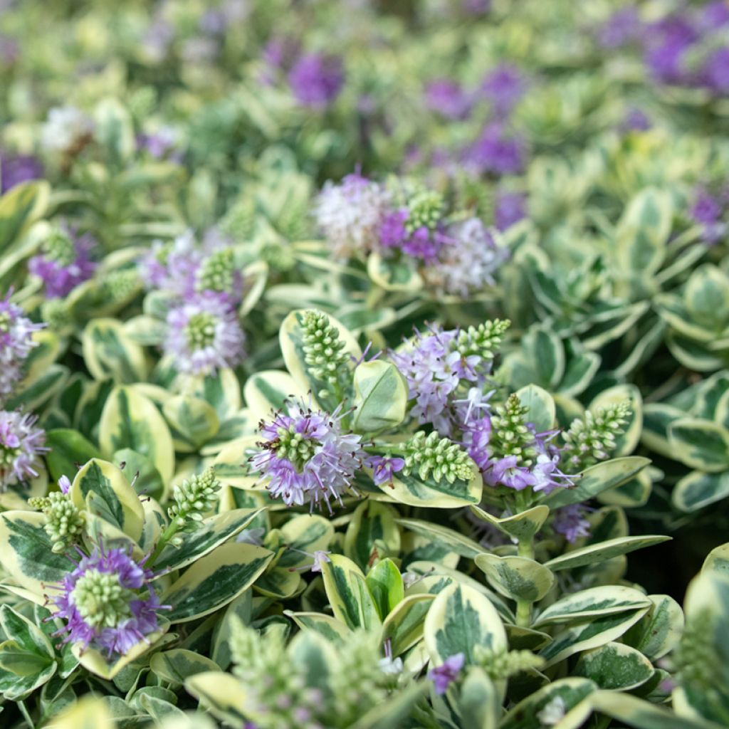 Hebe andersonii Variegata - Veronica