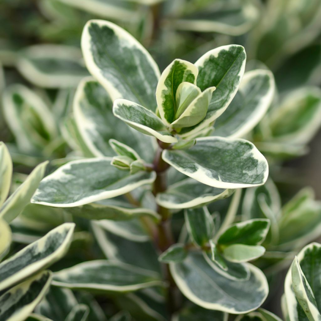 Hebe andersonii Variegata - Veronica