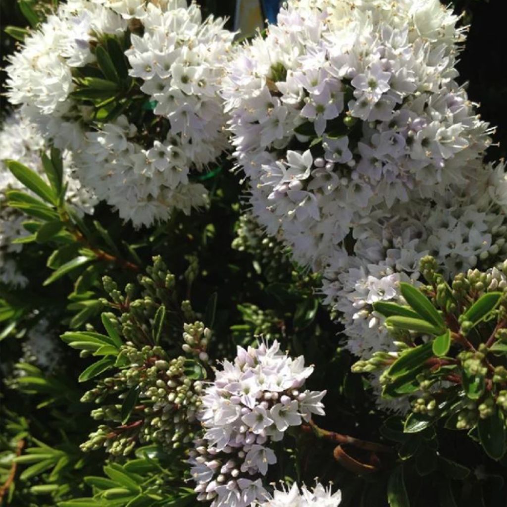 Hebe buxifolia - Veronica