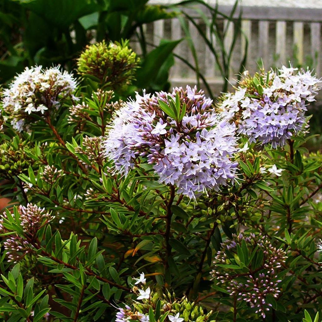 Hebe diosmifolia - Véronique arbustive.