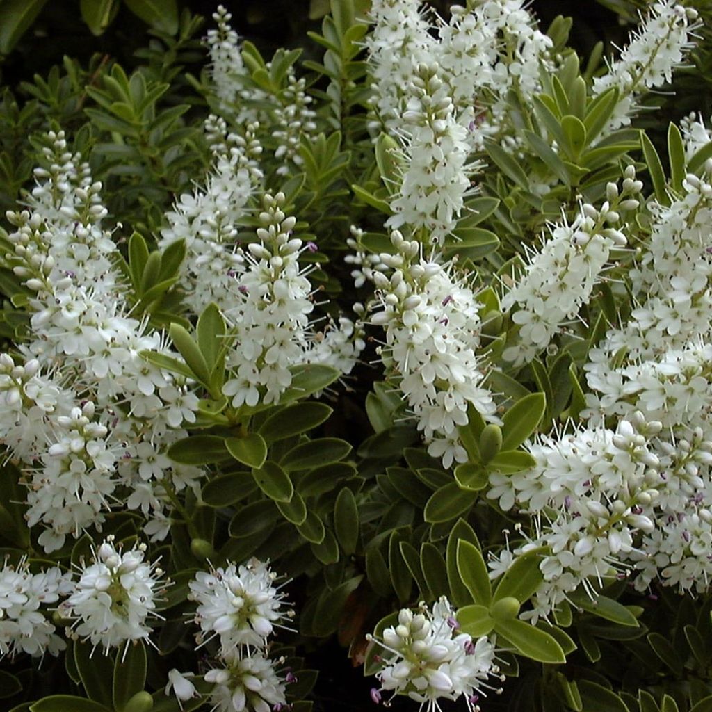 Hebe rakaiensis - Veronica