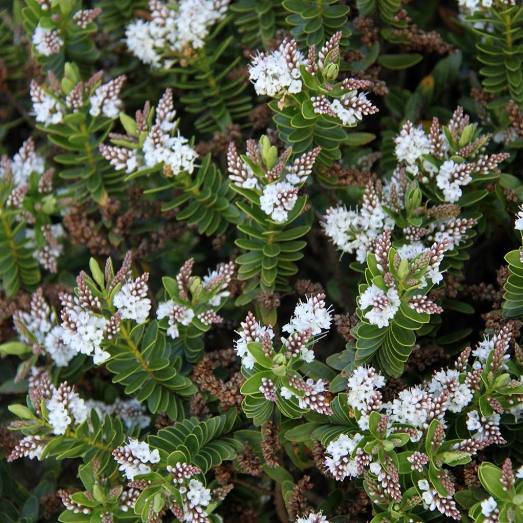 Hebe rakaiensis - Veronica