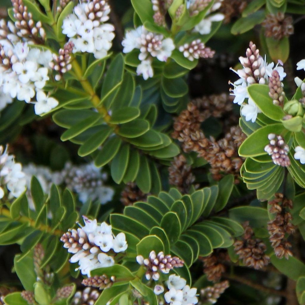 Hebe rakaiensis - Veronica