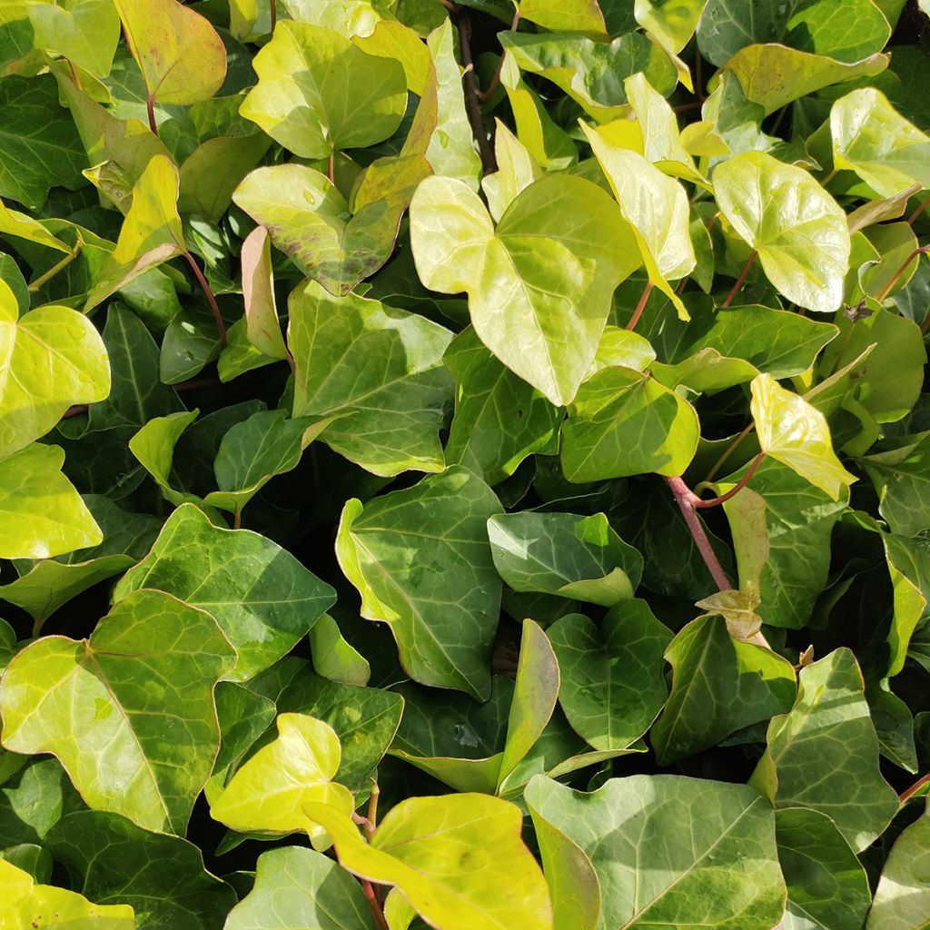 Hedera algeriensis - Lierre d'Algérie