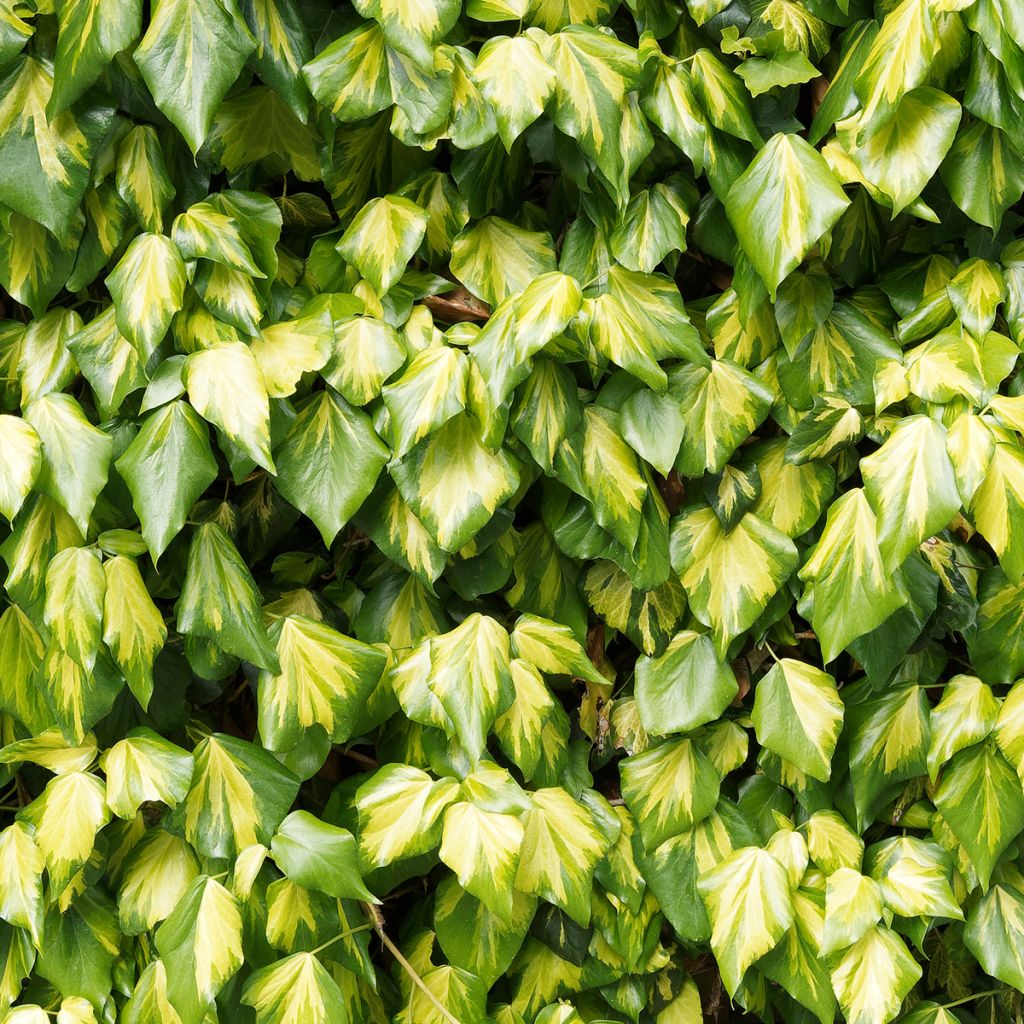 Lierre de Colchide - Hedera colchica Sulphur Heart