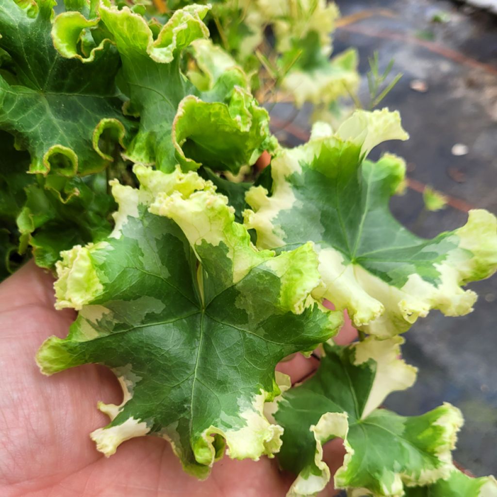 Hedera helix Clotted Cream - Edera