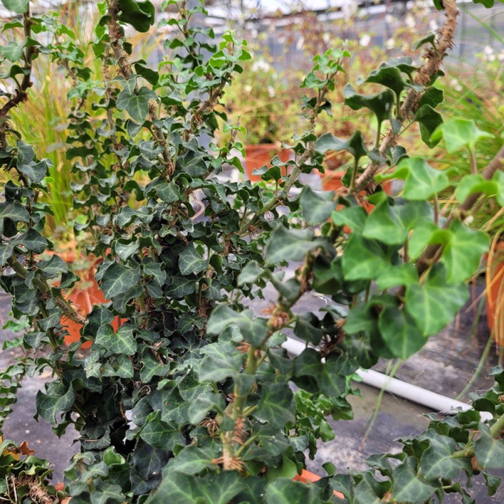 Hedera helix Conglomerata - Edera