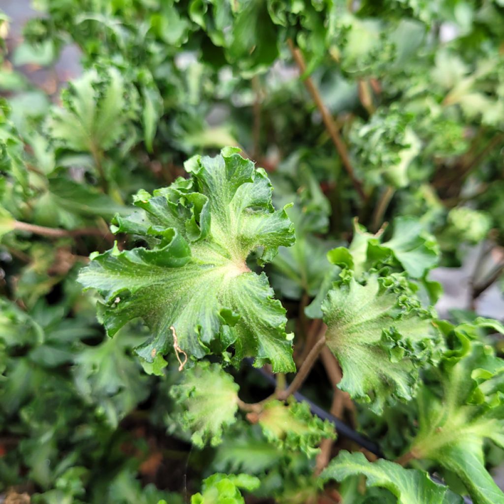 Hedera helix Filigran - Edera