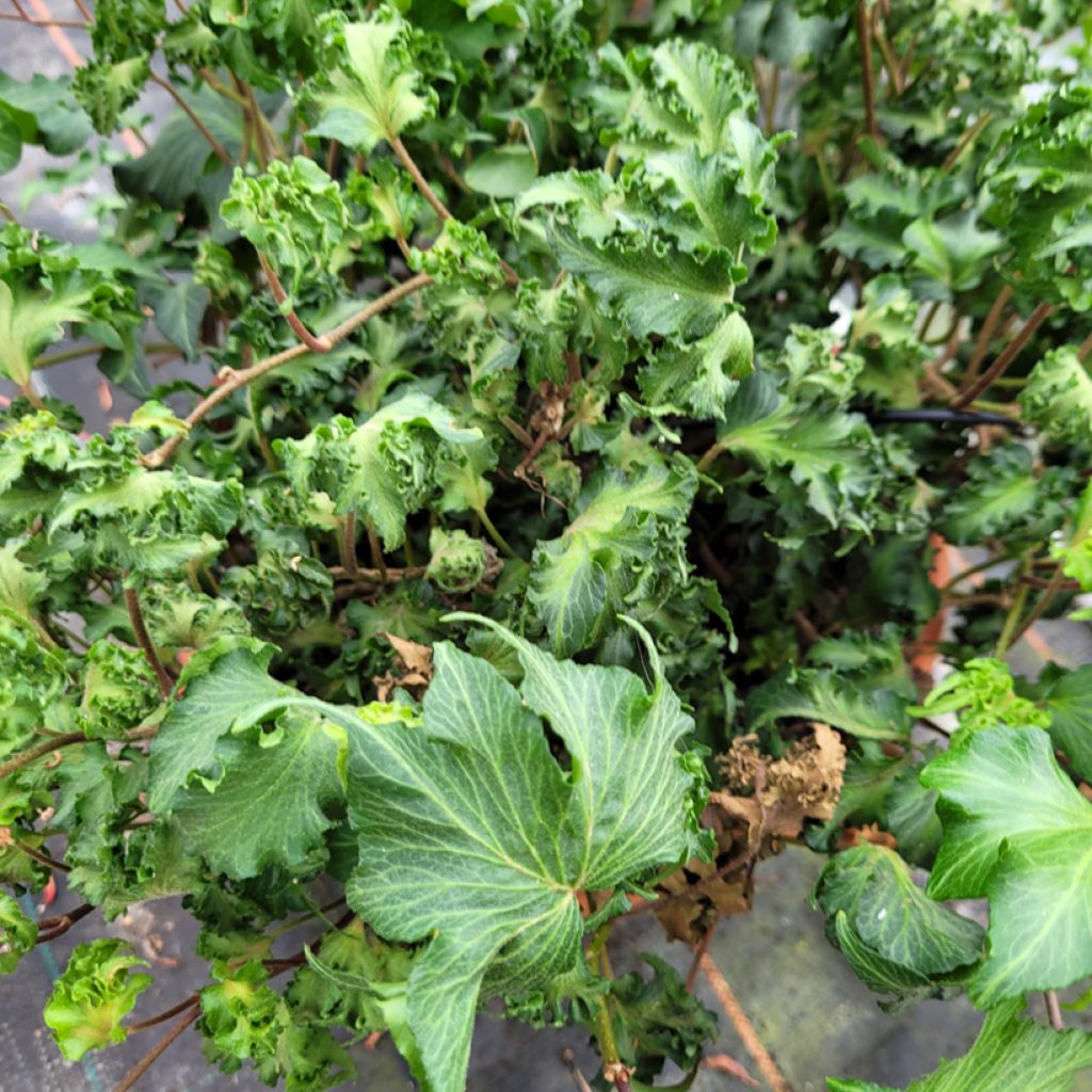 Hedera helix Filigran - Edera