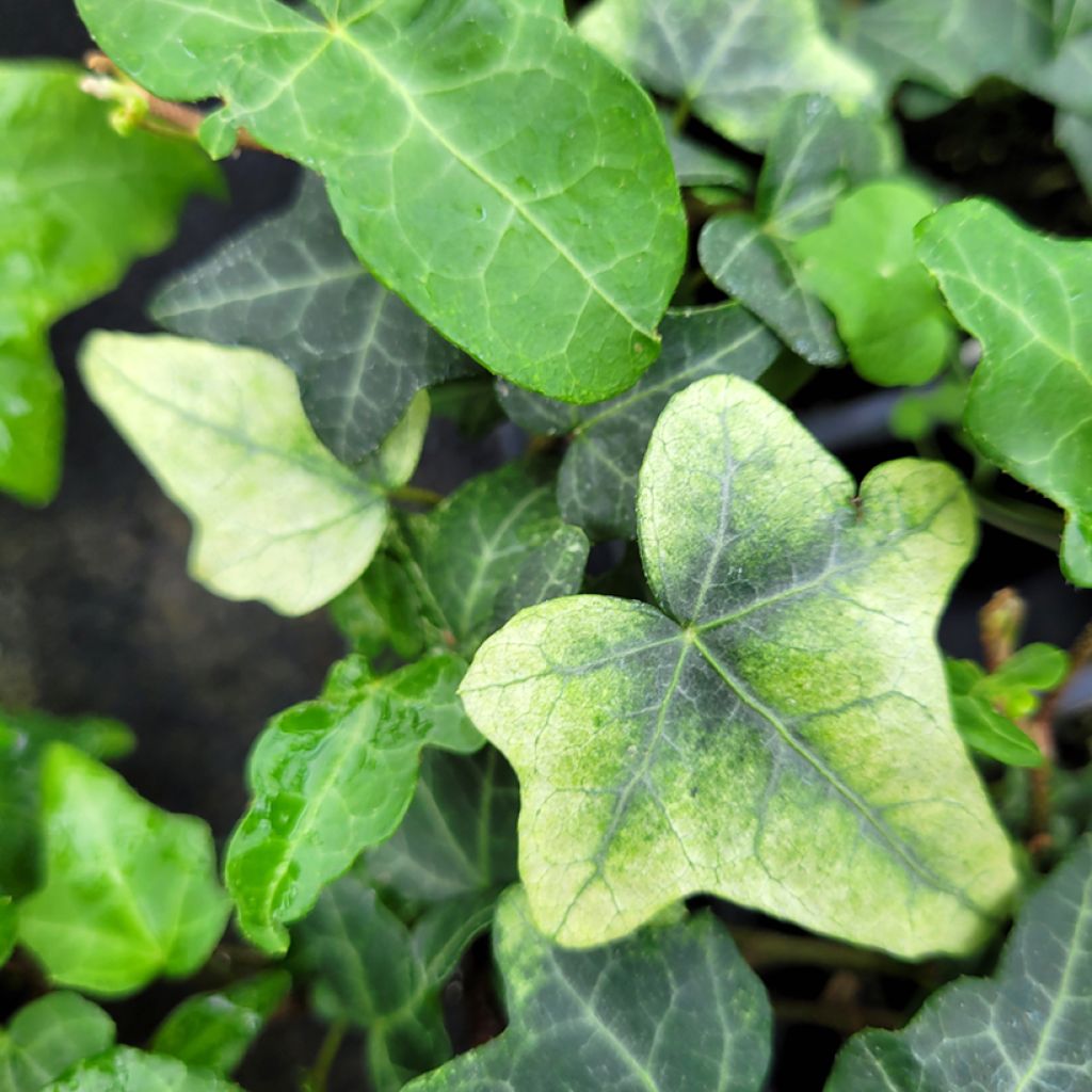 Hedera helix Frosty - Edera