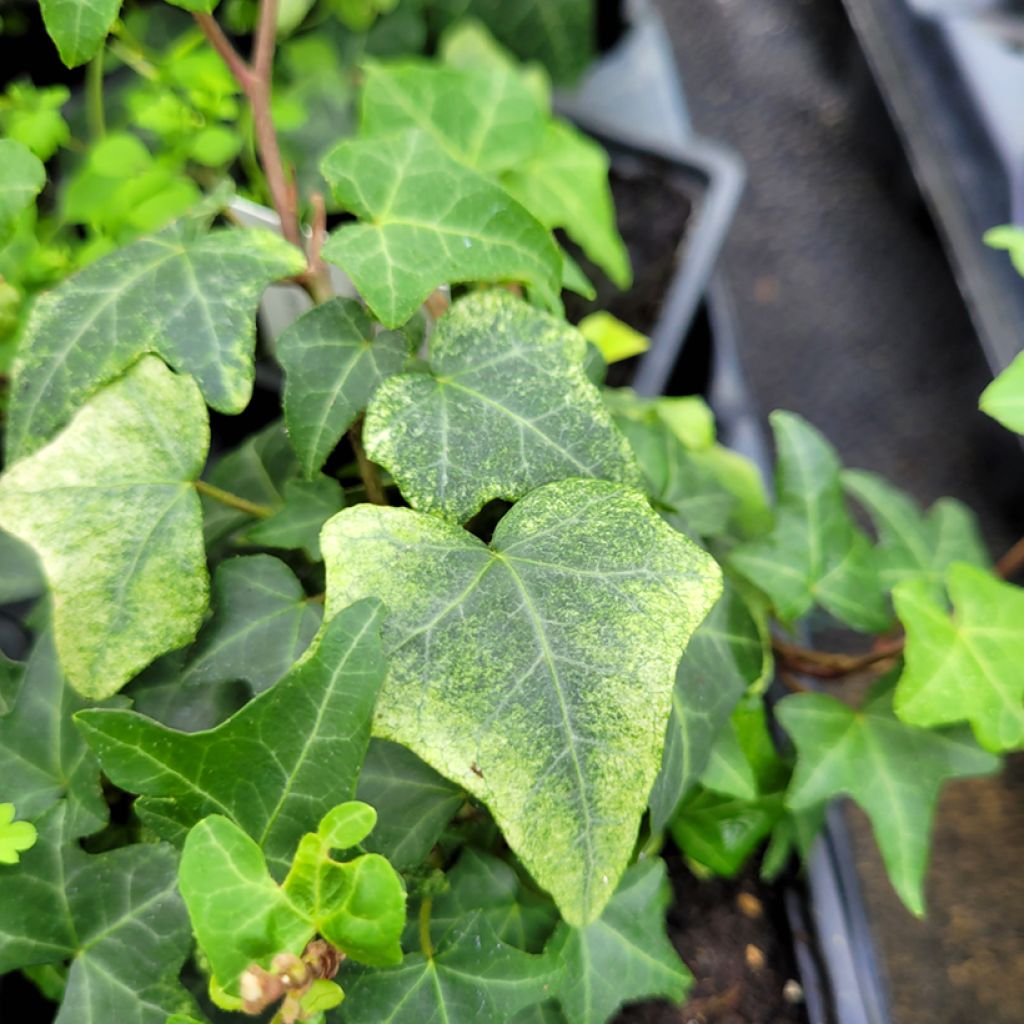 Hedera helix Frosty - Edera