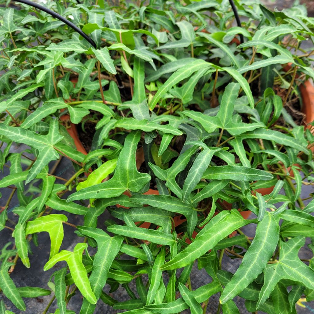 Hedera helix Kappeln - Edera