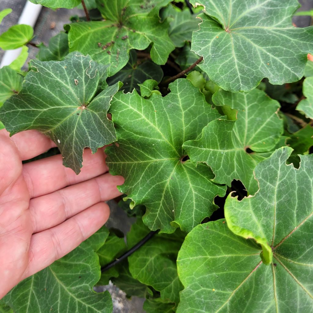 Hedera helix Obelix - Edera