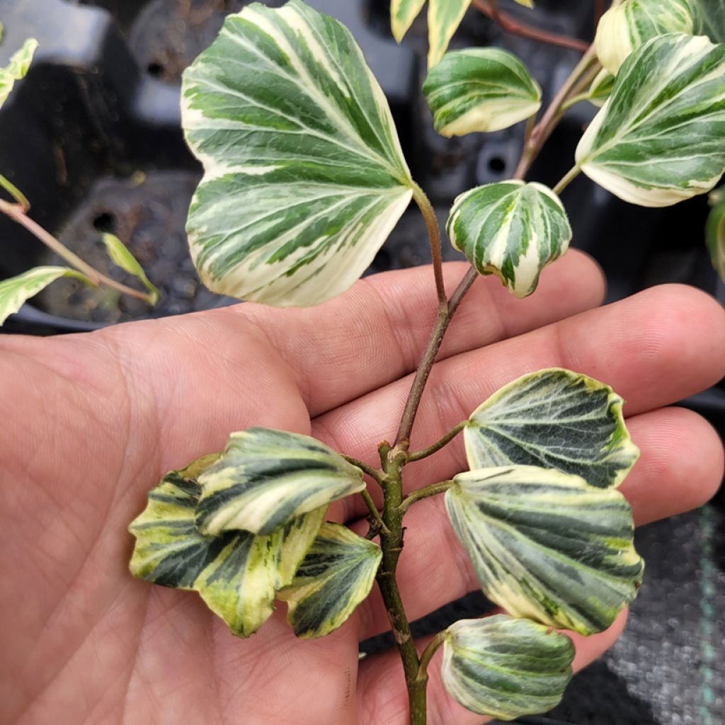 Hedera helix Reef Shell - Edera