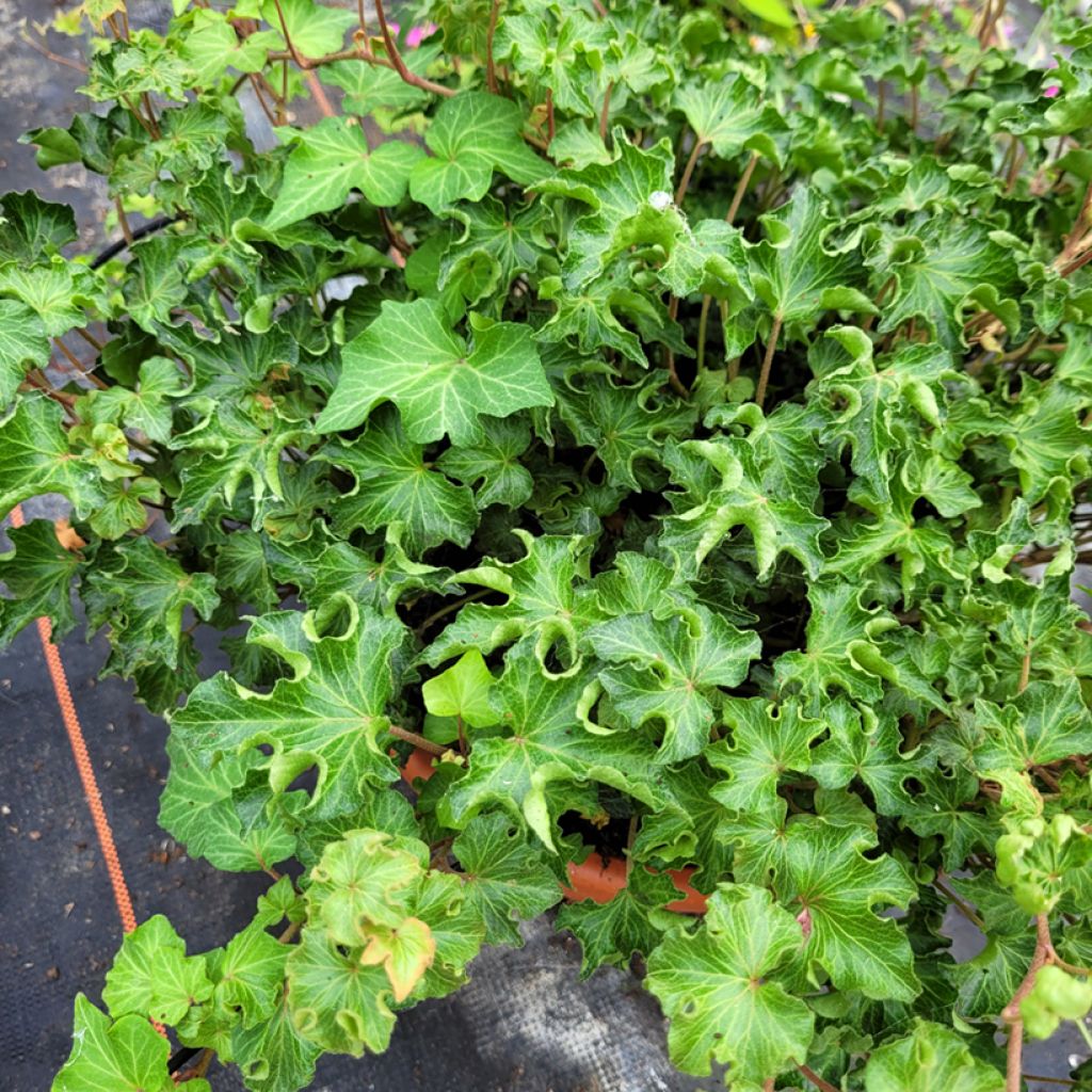 Hedera helix Tango - Edera