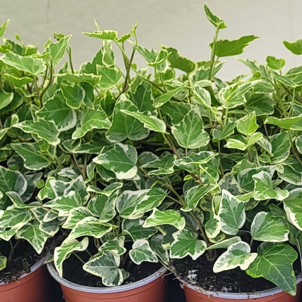 Hedera helix White wonder - Edera