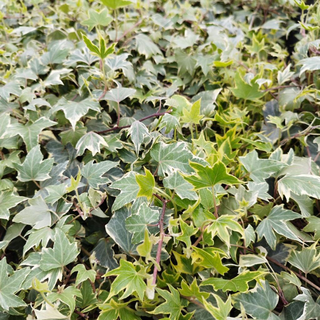 Hedera helix Yellow Ripple - Edera variegata