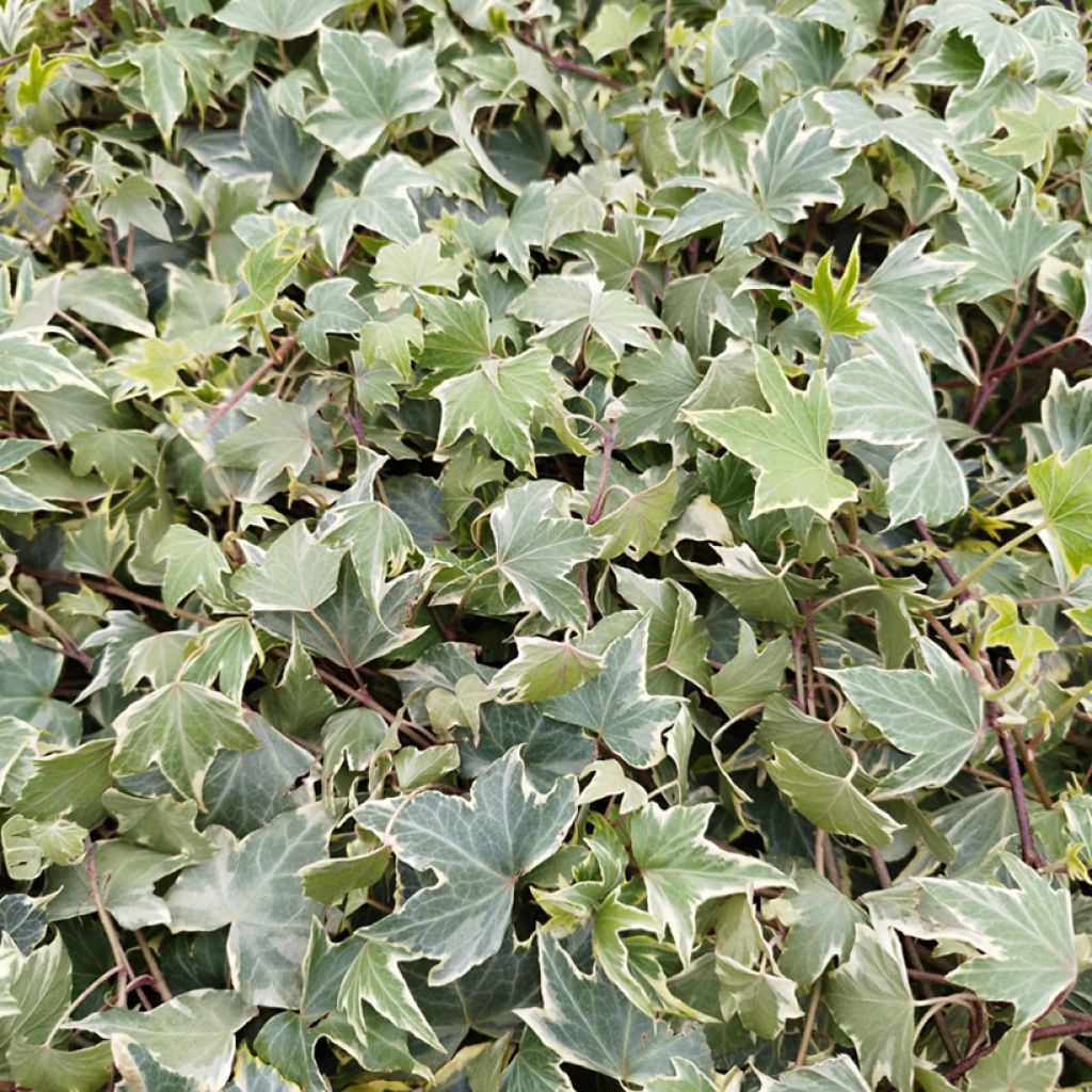 Hedera helix Yellow Ripple - Edera variegata