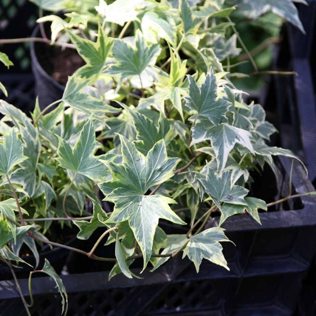 Hedera helix Yellow Ripple - Edera variegata