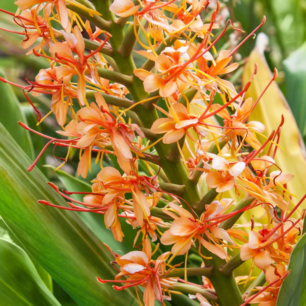 Hedychium coccineum Tara - Longose rouge