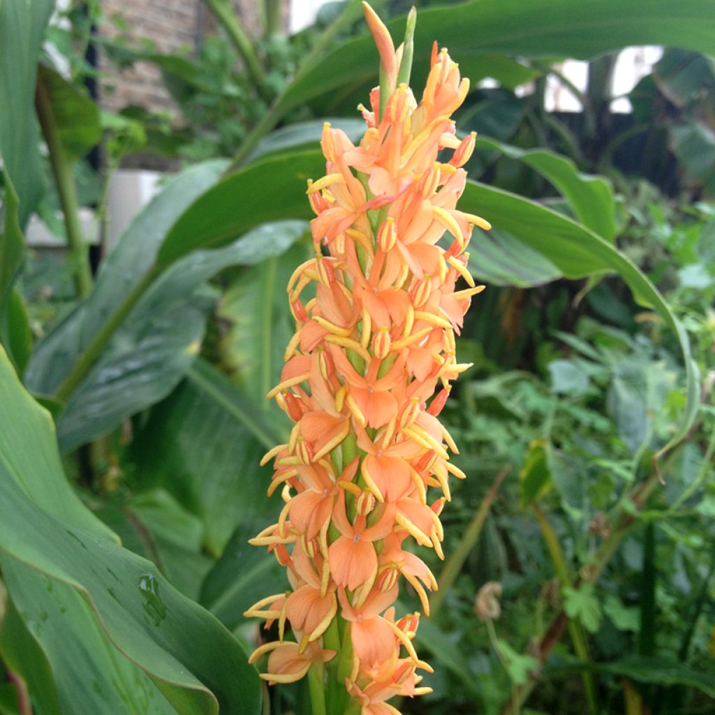 Hedychium densiflorum Assam Orange - Gingembre d'ornement  