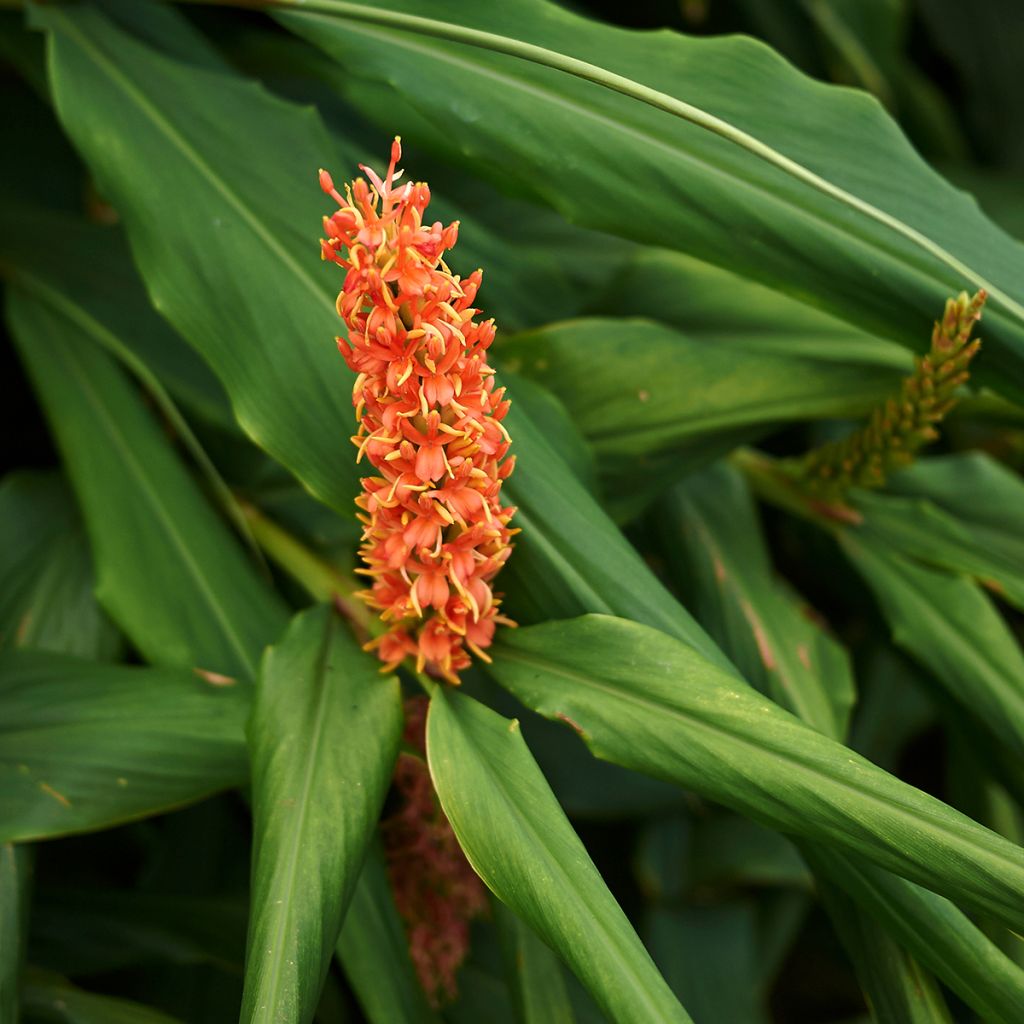 Hedychium densiflorum