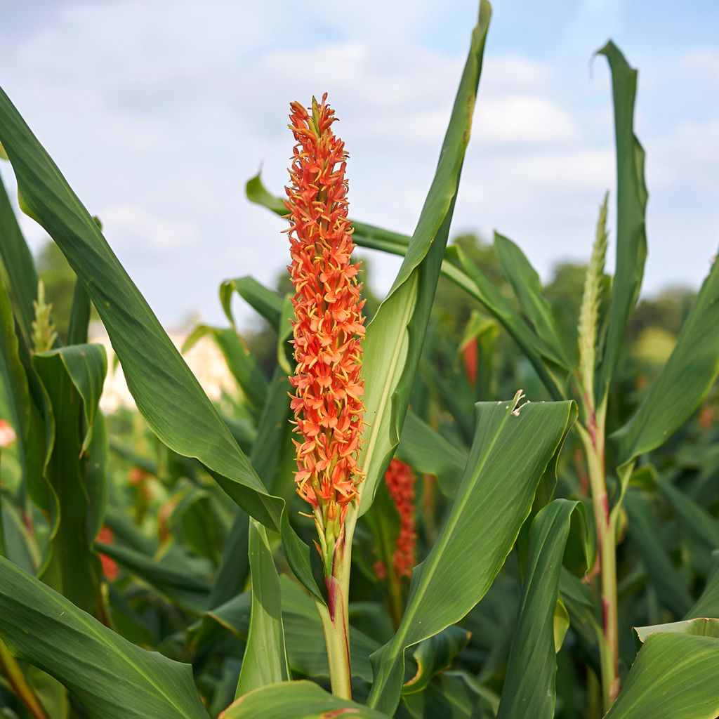 Hedychium densiflorum