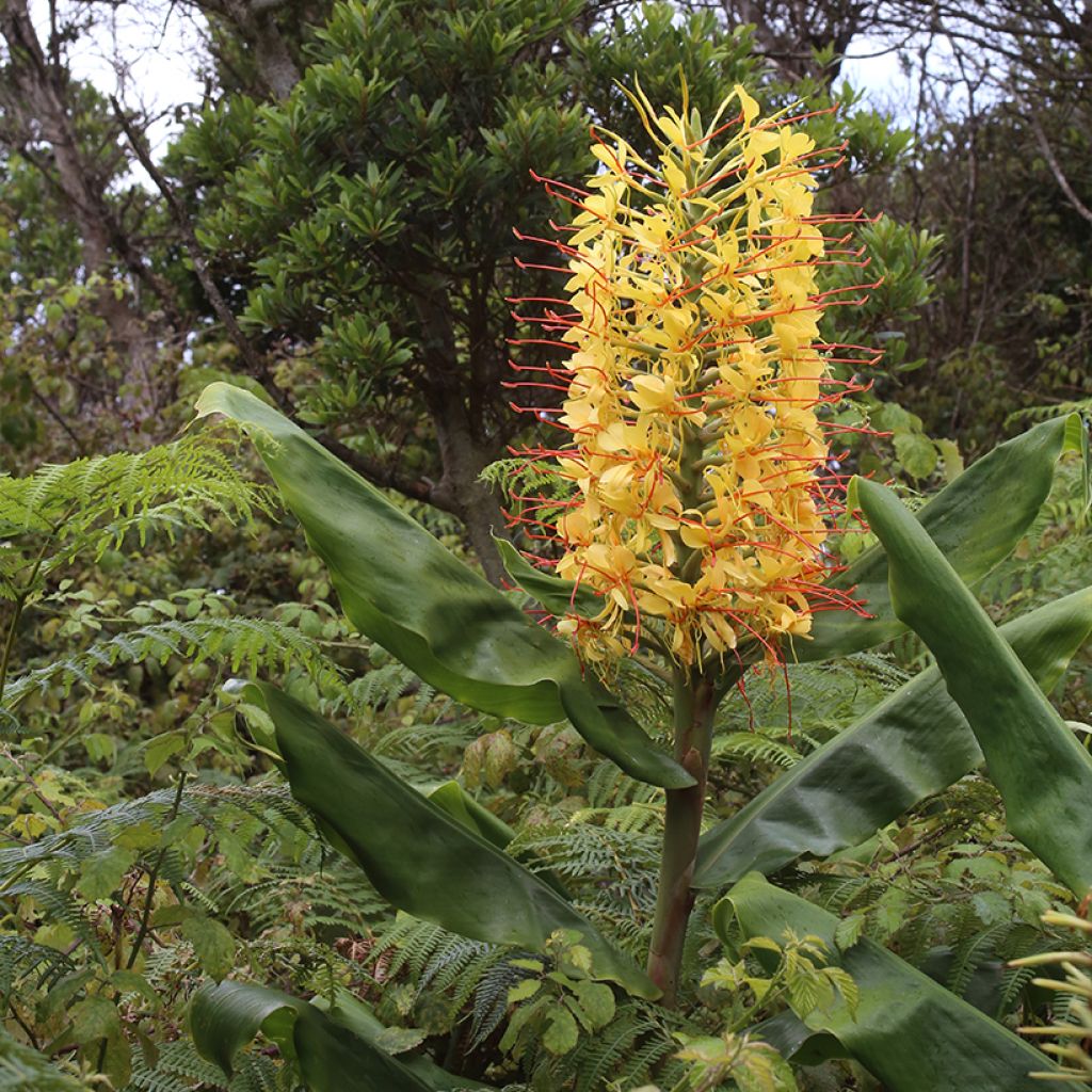 Hedychium gardnerianum - Longose en pot 