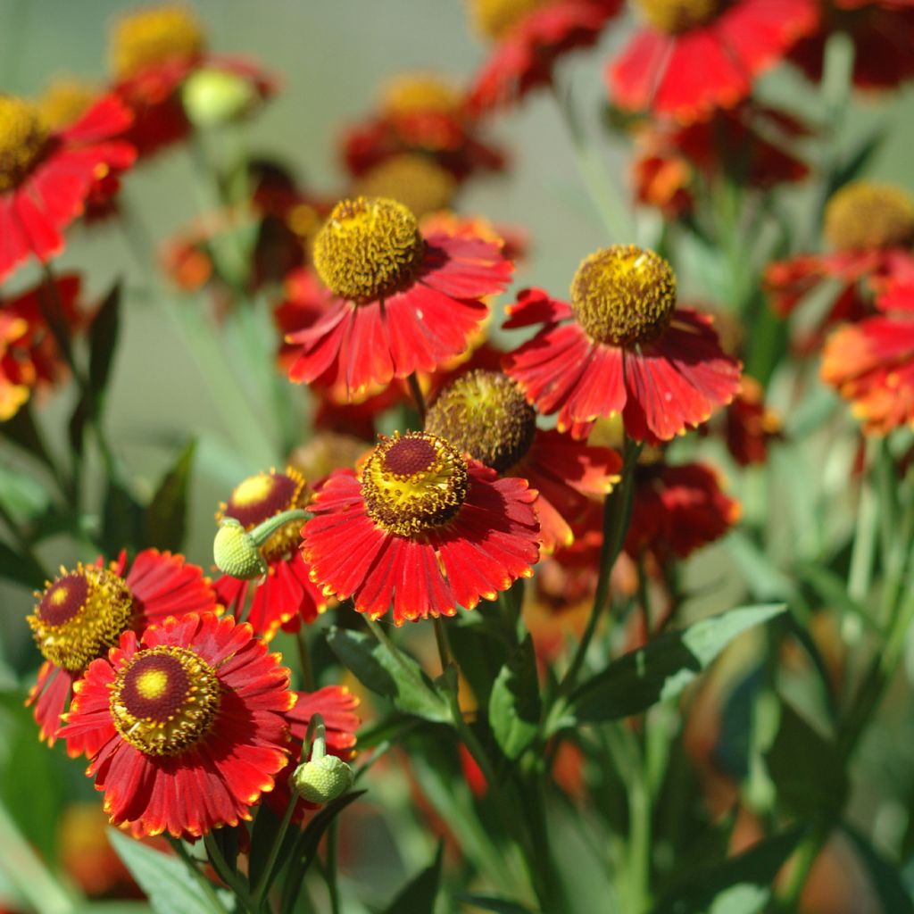 Hélénie d'automne Helena Red Shades - Helenium autumnale