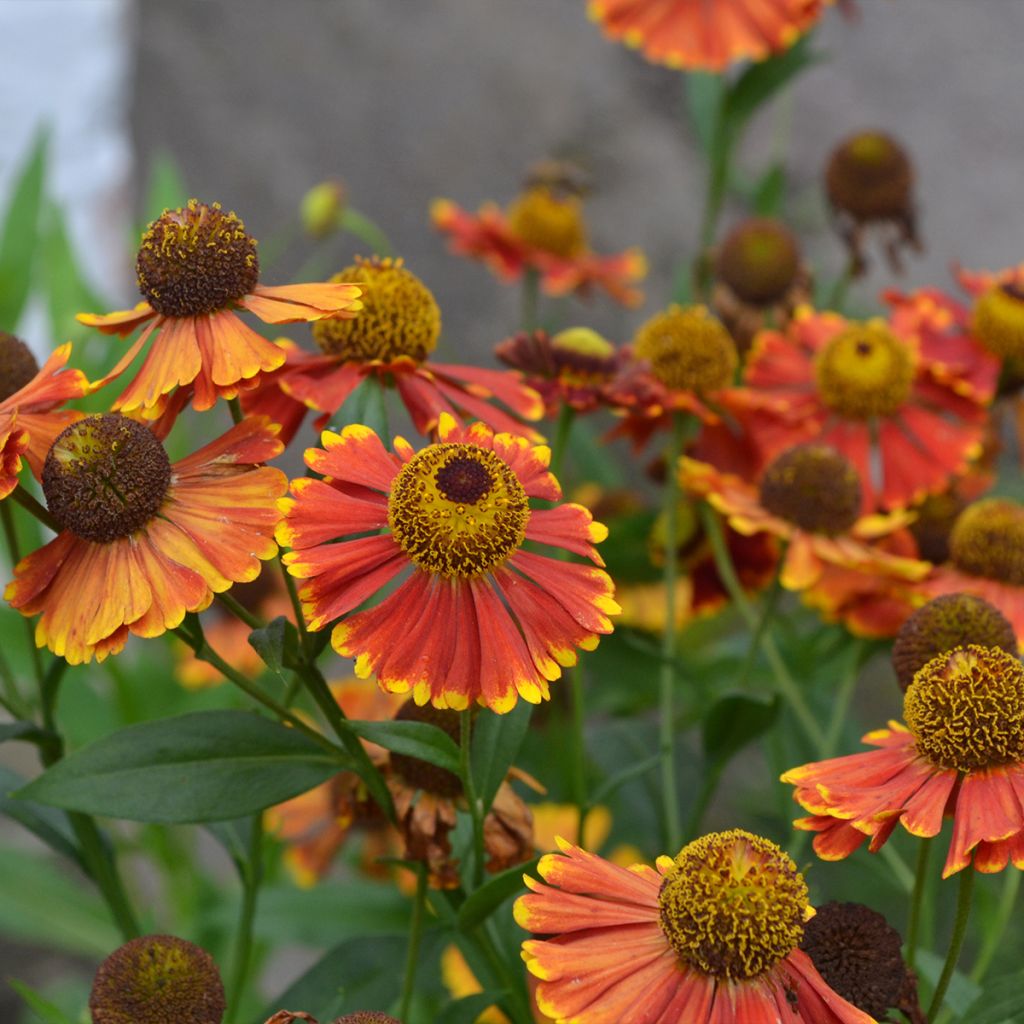 Hélénie d'automne Helena Red Shades - Helenium autumnale