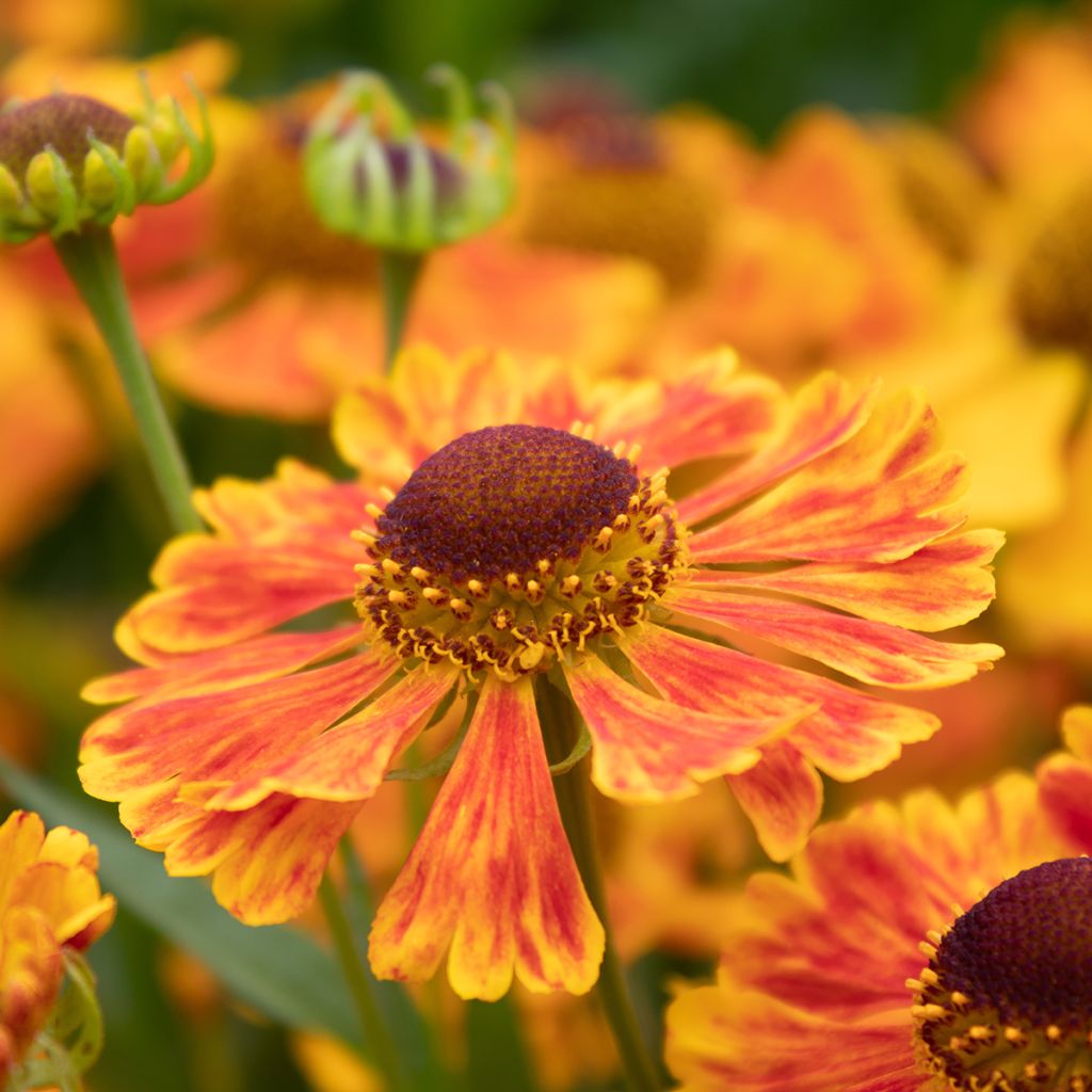 Helenium Dunkle Pracht