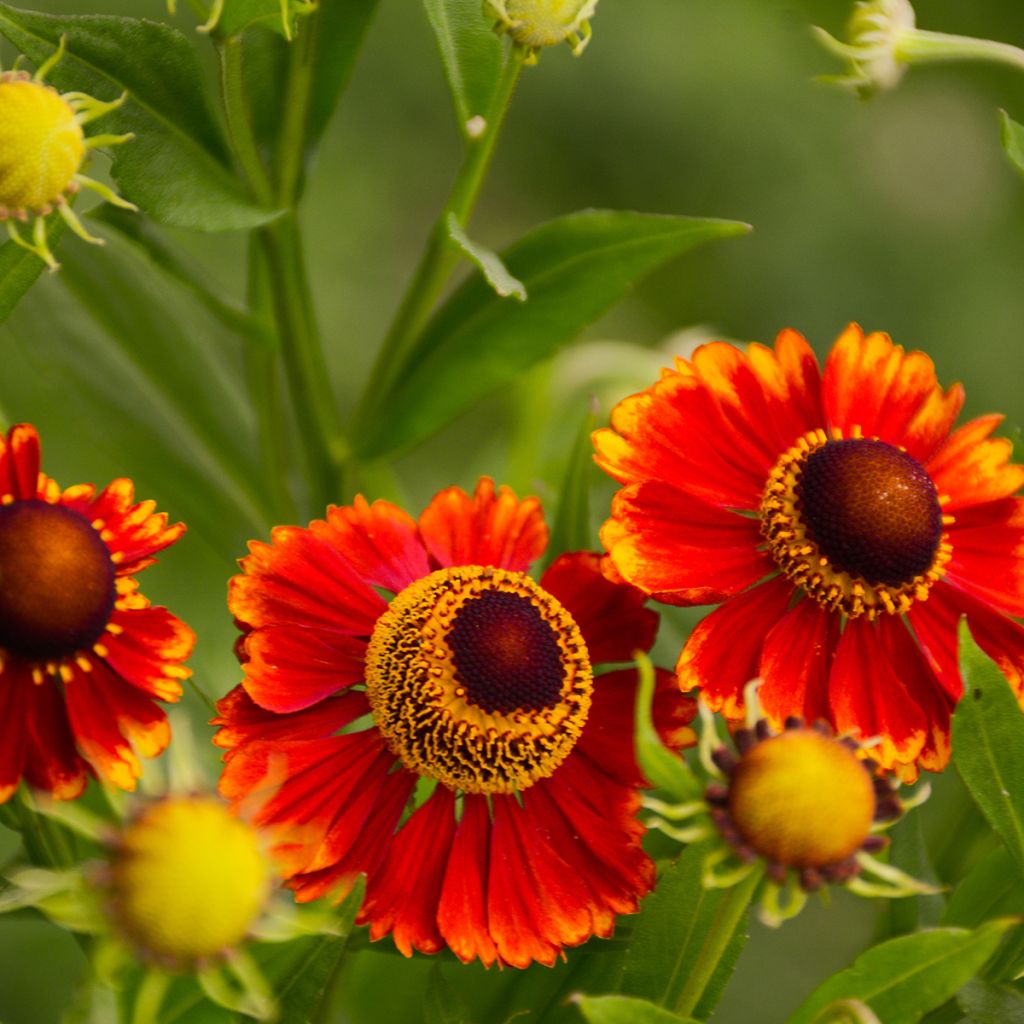 Helenium Dunkle Pracht