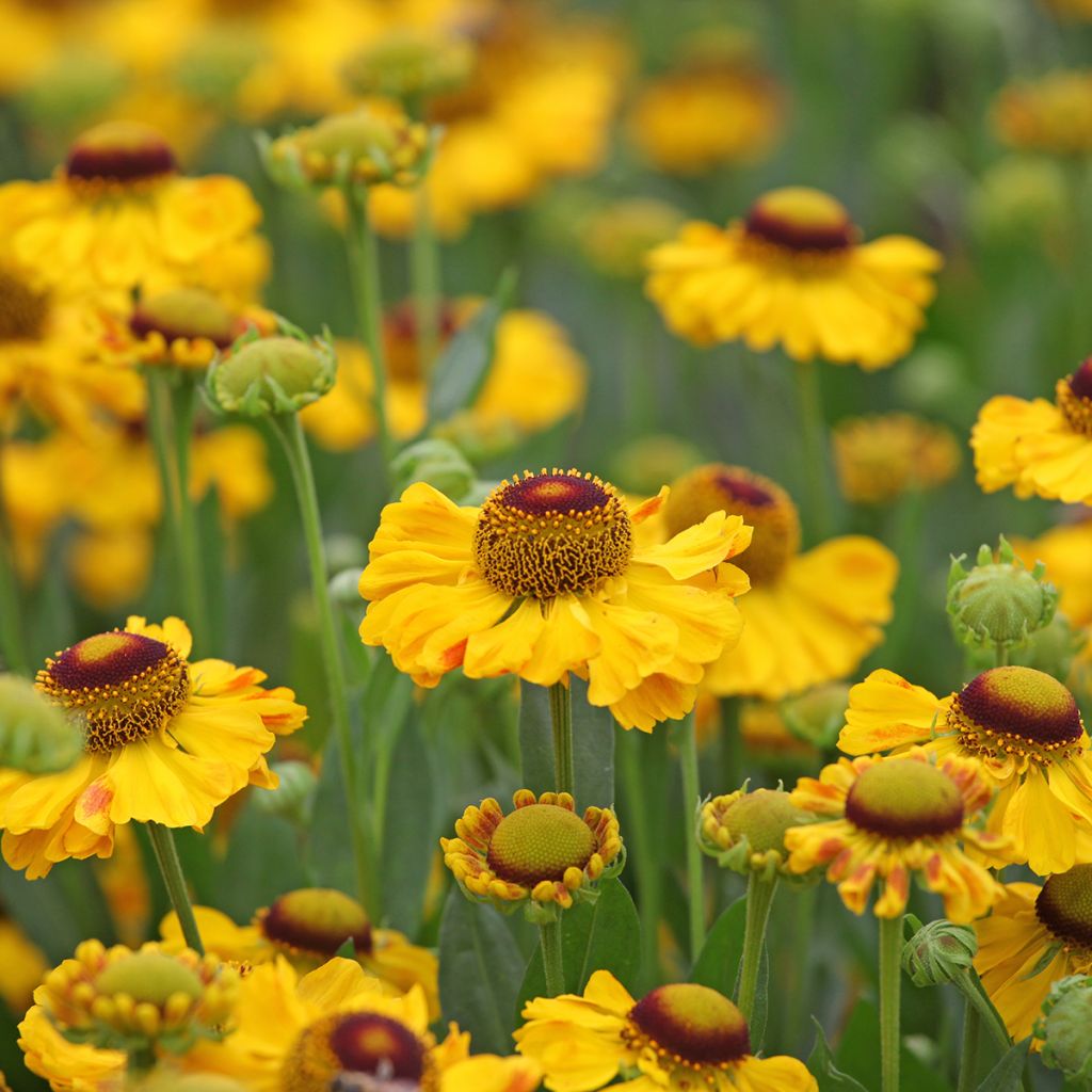 Helenium El Dorado