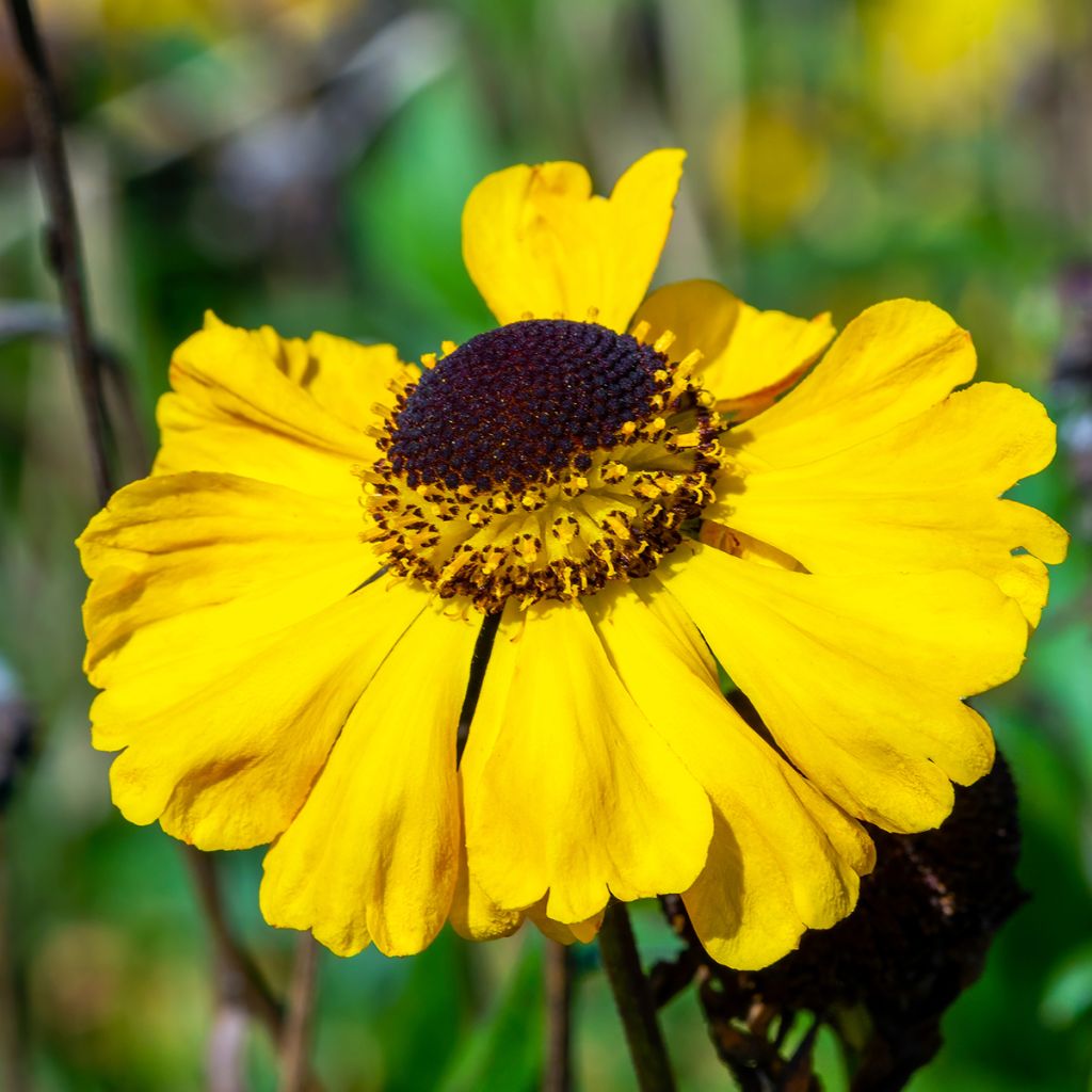 Helenium El Dorado