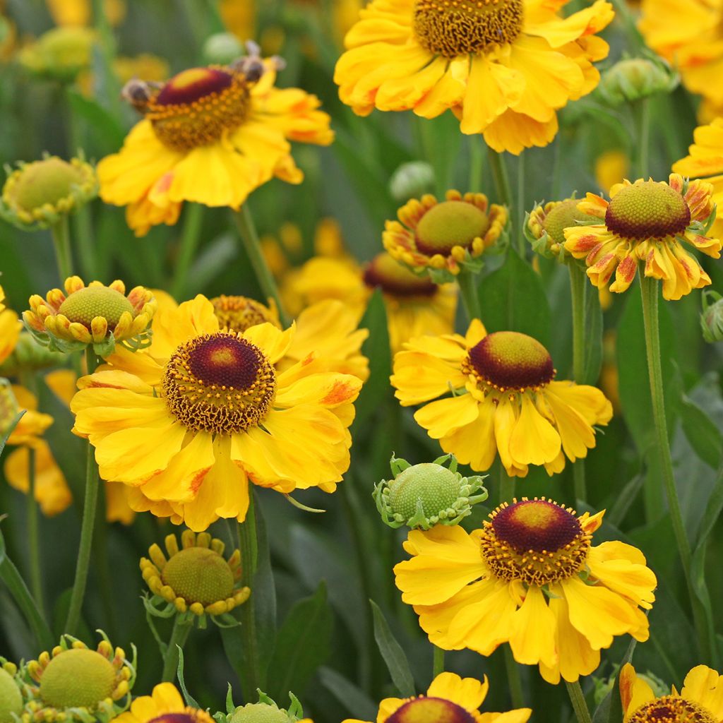 Helenium El Dorado