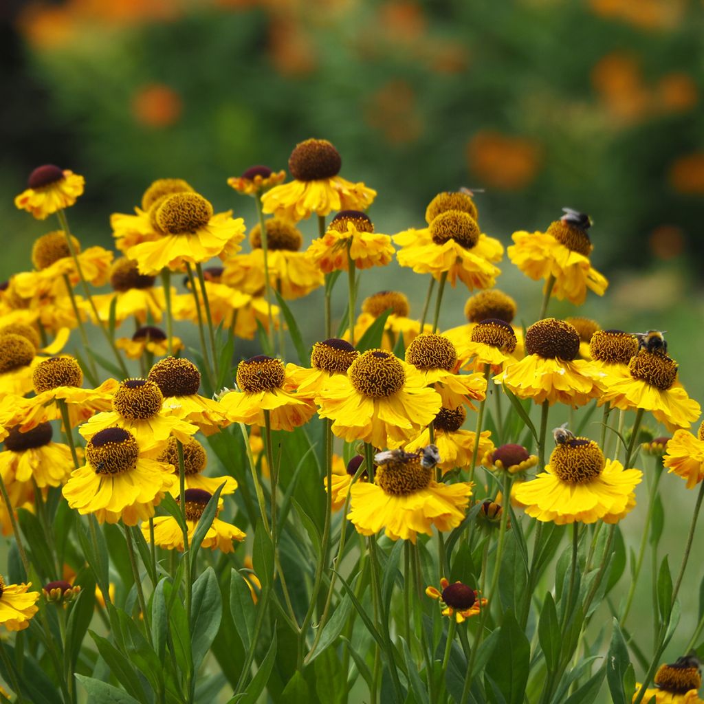 Helenium El Dorado