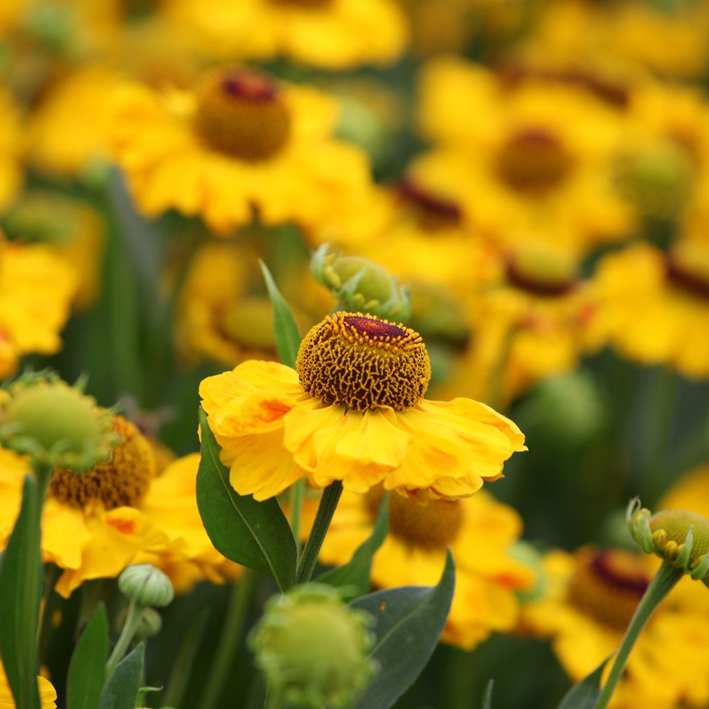 Helenium El Dorado