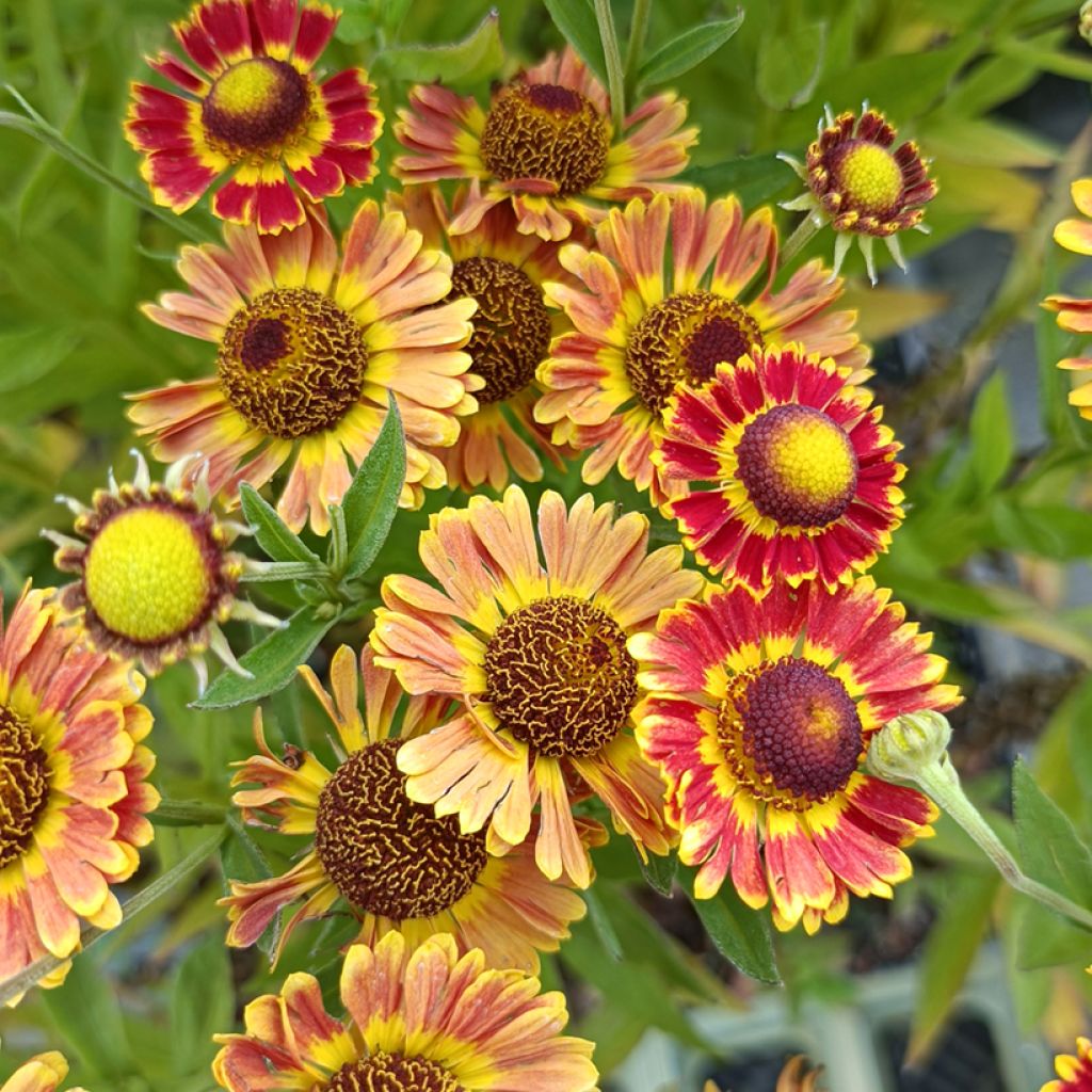 Helenium Fuego - Hélénie d'automne multicolore