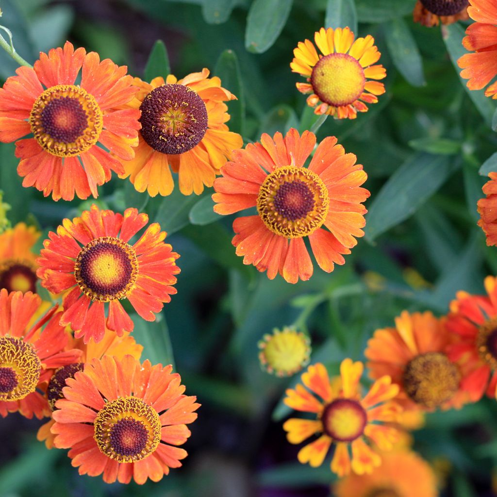 Helenium Mardi gras