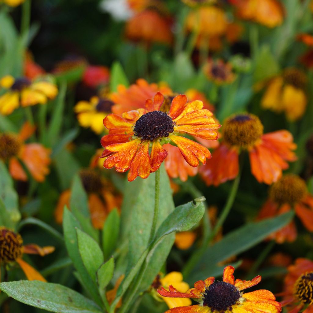 Helenium Mardi gras