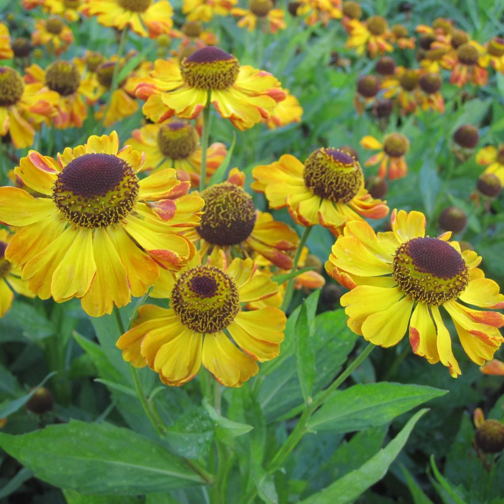 Helenium Rauchtopas - Hélénie abricot, revers brique