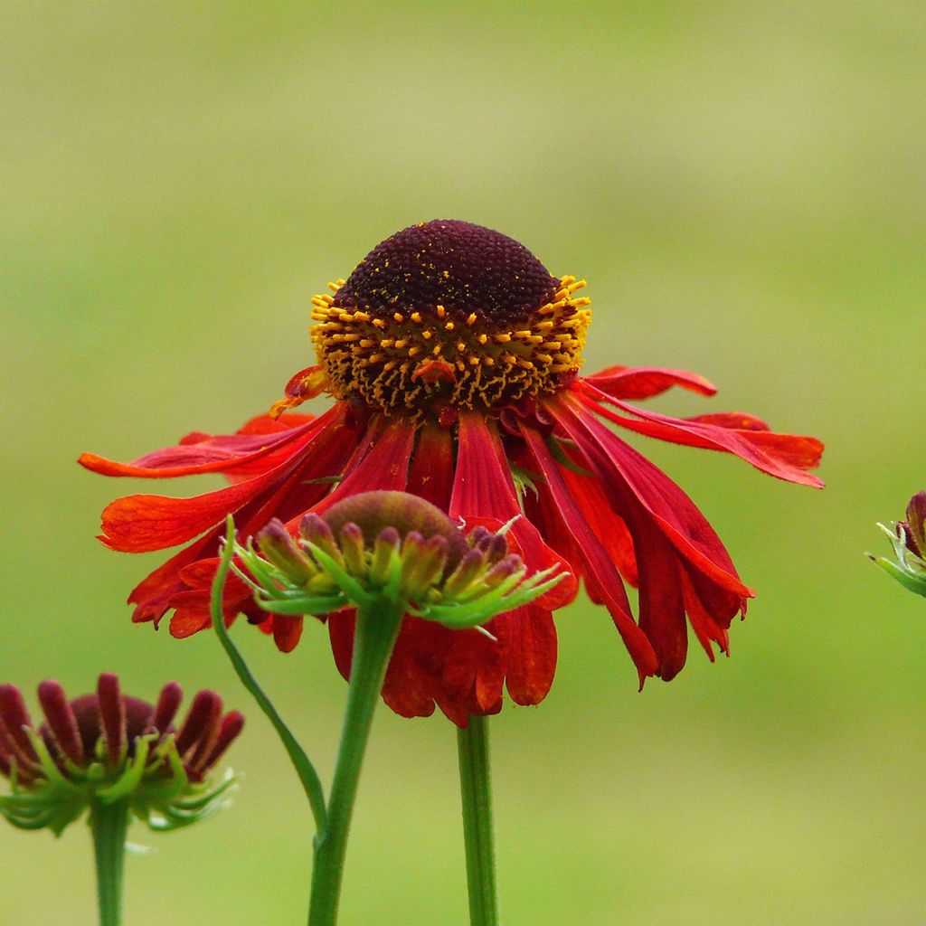 Helenium Ruby Tuesday