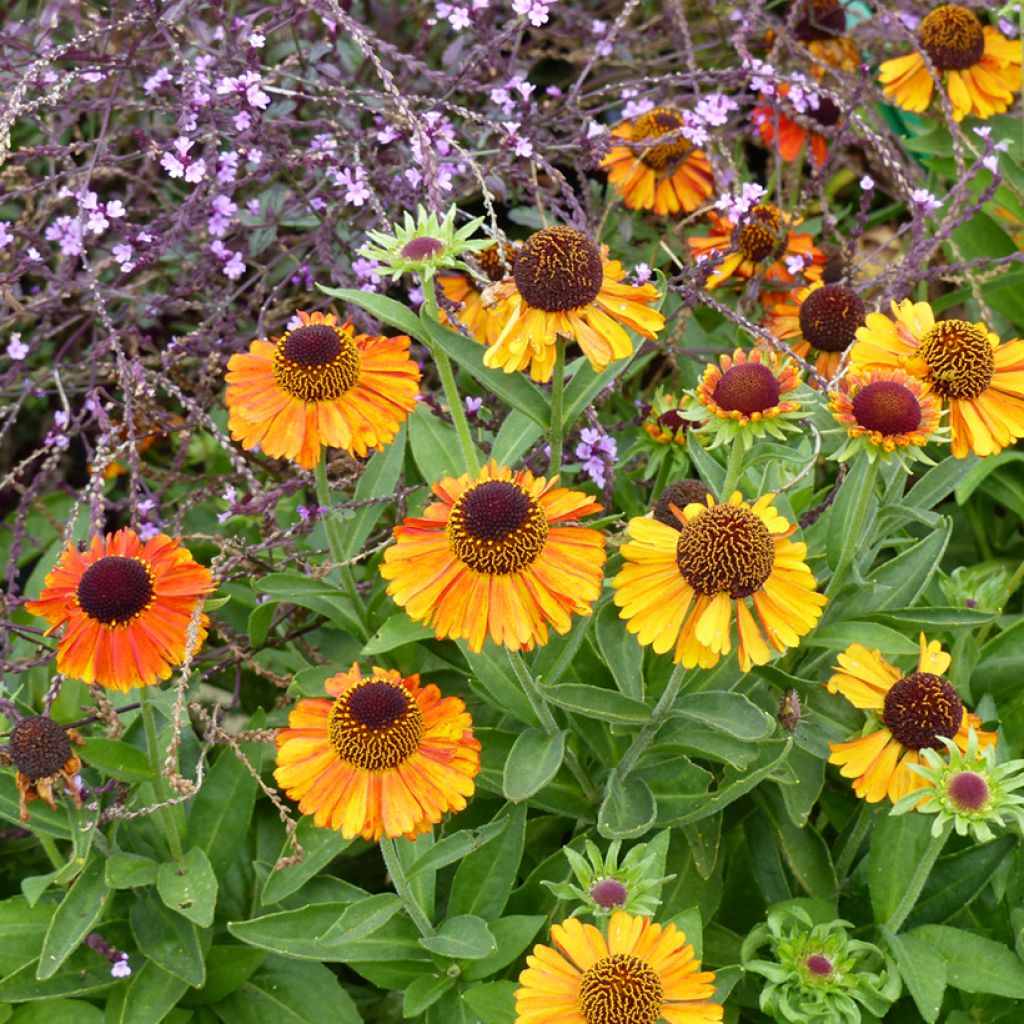 Helenium Short' n'Sassy