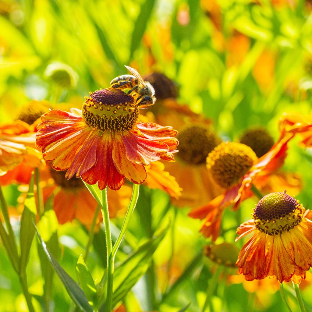 Helenium Waltraut