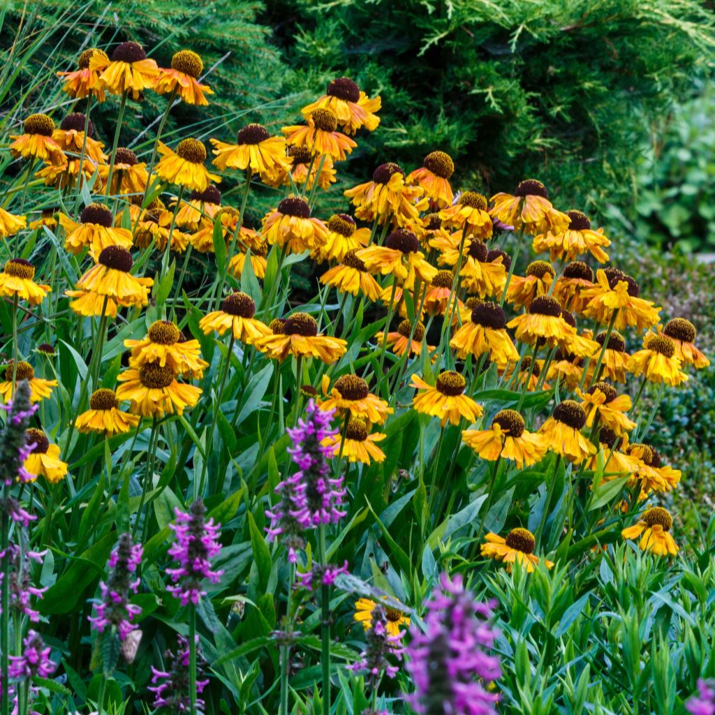 Helenium Windley - Hélénie jaune-orangé.