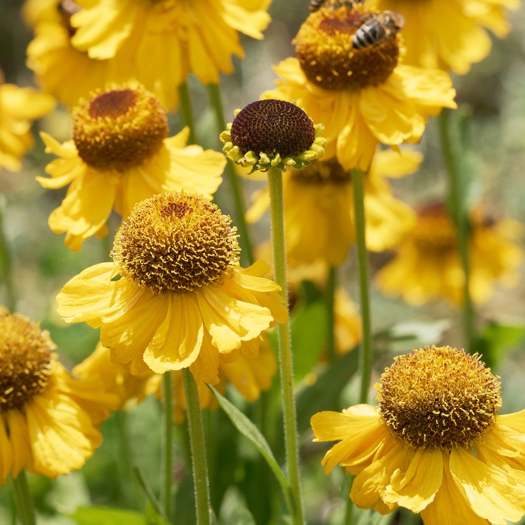 Helenium Windley