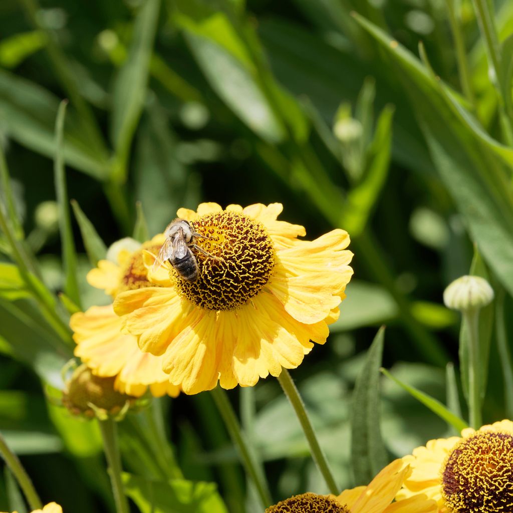 Helenium Windley