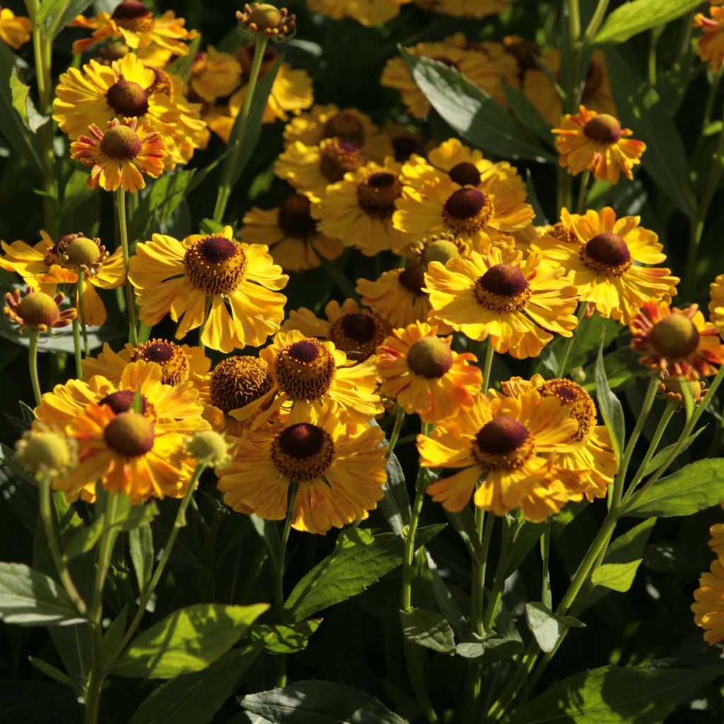 Helenium Zimbelstern - Hélénie d'automne jaune ambré.