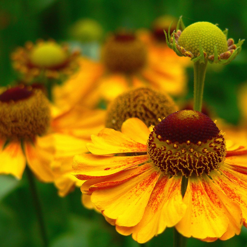 Helenium autumnale Zimbelstern