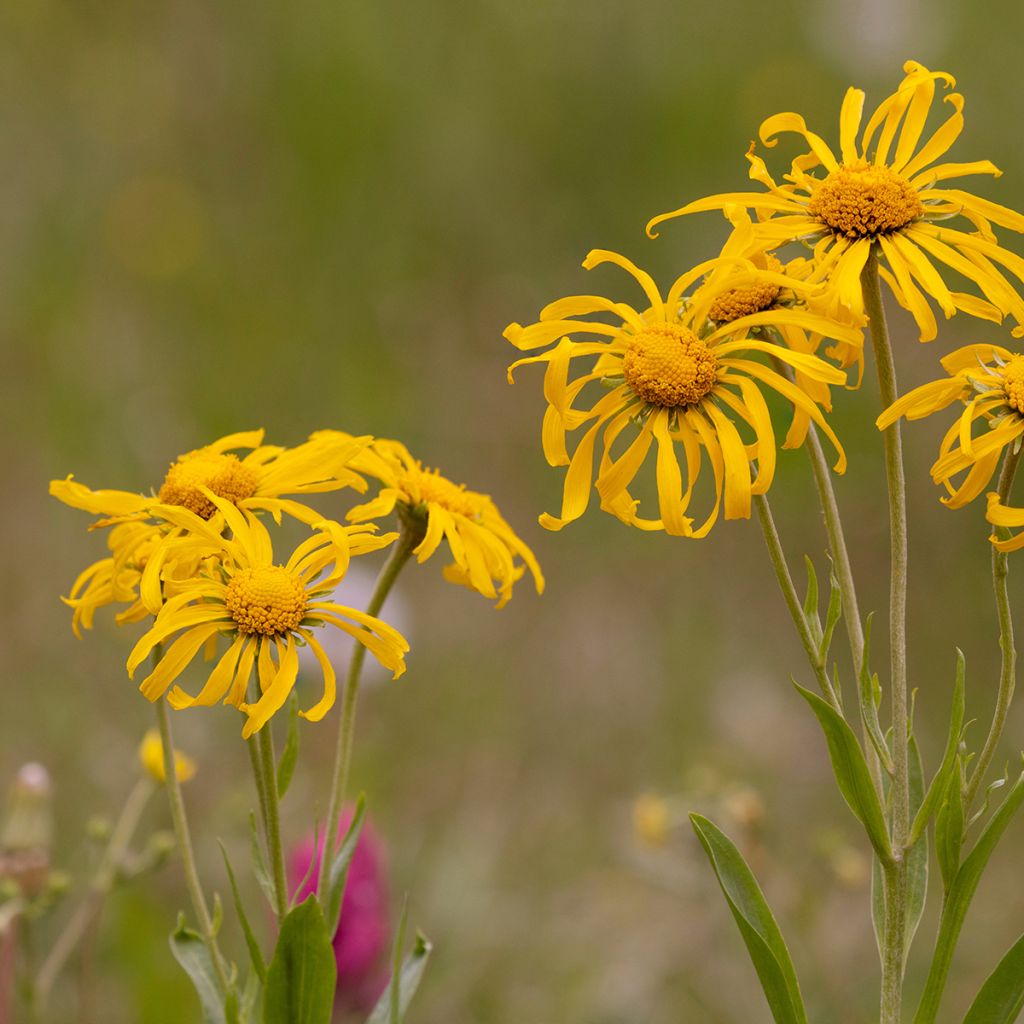 Hélénium hoopesii